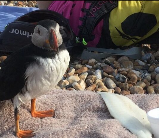 Puffin Rescued on Brighton Seafront
