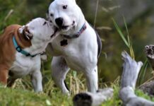 A new dog festival is coming to Brighton!