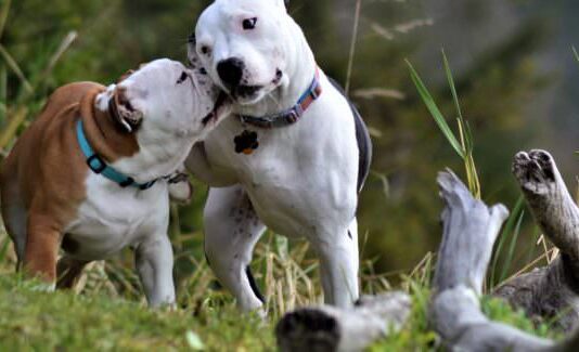 A new dog festival is coming to Brighton!