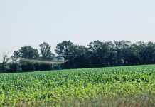 Brighton promises to become pesticide-free by 2022