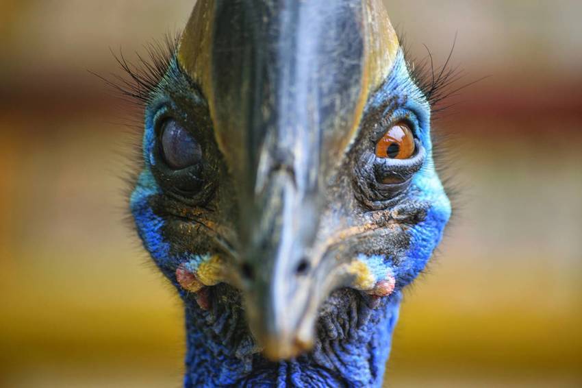 Cassowary - Brighton Journal