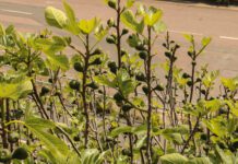 Fig trees spotted in Brighton
