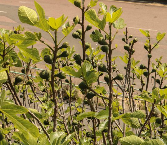 Fig trees spotted in Brighton