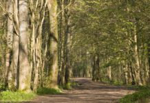Help needed to record the history of Stanmer Park