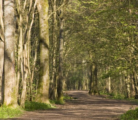 Help needed to record the history of Stanmer Park
