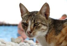 Brighton cat killer still on the prowl