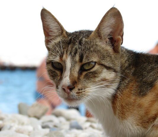 Man arrested for cat murders – but will justice be served?
