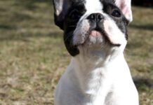 Bank Holiday Carnival Fundraiser (includes dogs)