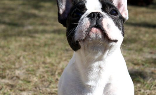 Bank Holiday Carnival Fundraiser (includes dogs)