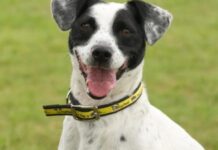 Brighton ‘hot-spot’ for mistreatment of dogs in summer