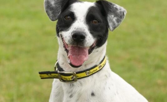 Brighton ‘hot-spot’ for mistreatment of dogs in summer