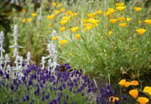 Locals open their doors for Martlets Open Garden Weekend 6-7 July