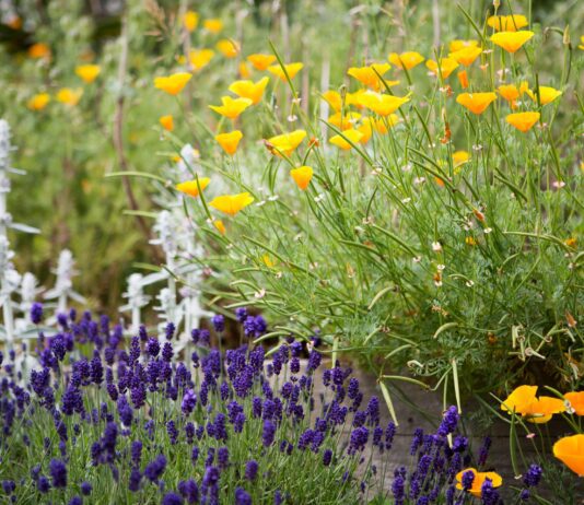 Locals open their doors for Martlets Open Garden Weekend 6-7 July