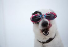 Ways to protect your animals this summer