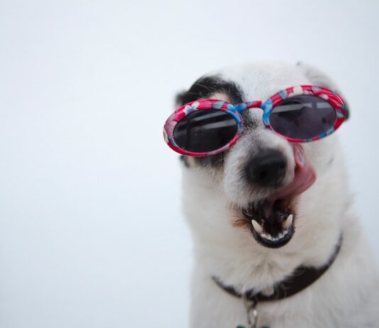 Ways to protect your animals this summer