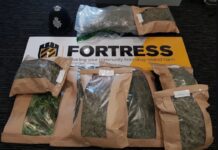 Police seize £34,000 worth of cannabis plants from house in Brighton