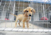 Kemptown Vet Appeals for Newspaper