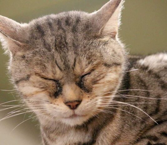 Police bail “Brighton Cat Killer” suspect again