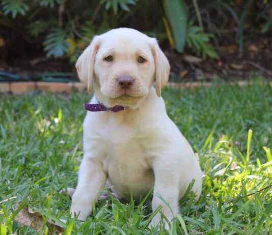 Could you be a Sussex Police puppy foster carer?