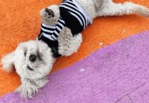 The best of Brighton on Instagram: 31 July – 06 August