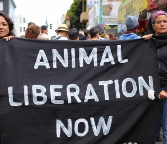 Animal rights activists protest in local Morrisons supermarket