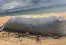 Inflatable whale installation comes to Brighton Marina