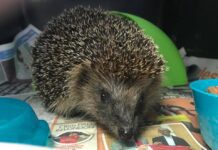 Seahaven Wildlife Rescue need your help!