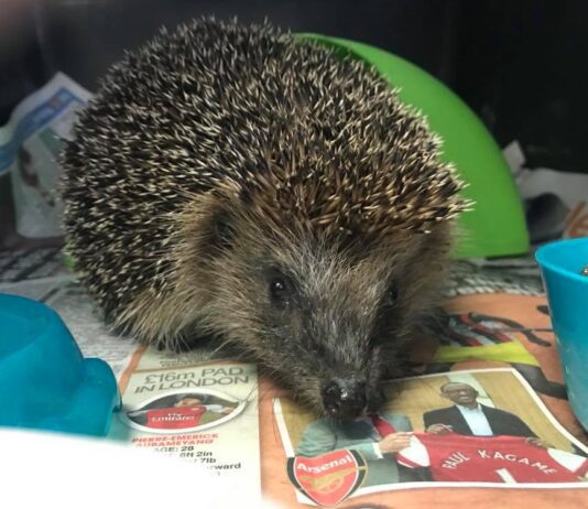 Seahaven Wildlife Rescue need your help!