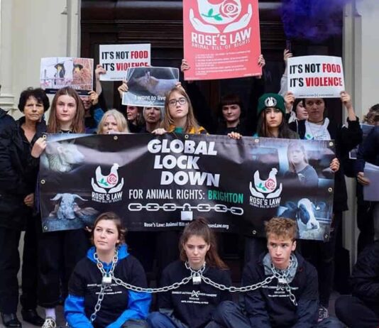 Activists Demanding “Animal Bill of Rights” Currently Locked to Brighton Town Hall