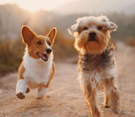 Brighton locals on a 3000-mile rescue mission to save stray dogs