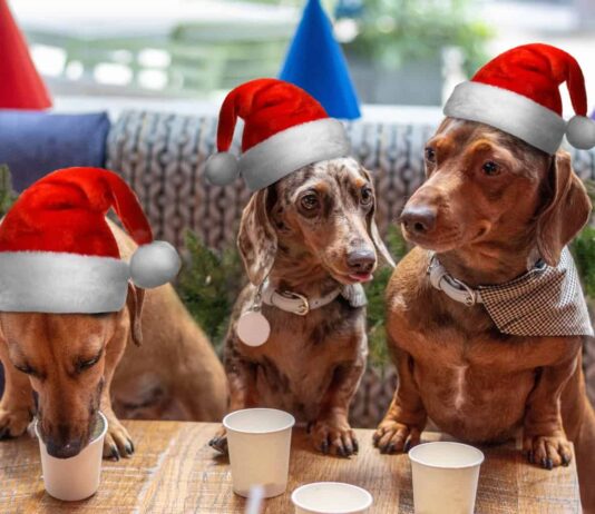 “Pup Up Cafe” comes to Brighton – Dachshund Edition
