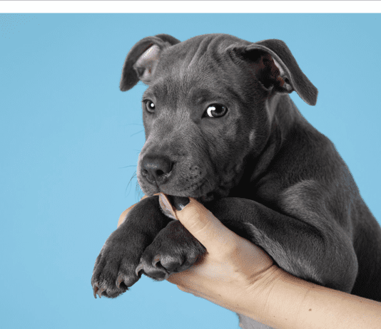 Local Pet Photographer Offering Free Sessions For Donations To Say Aphasia