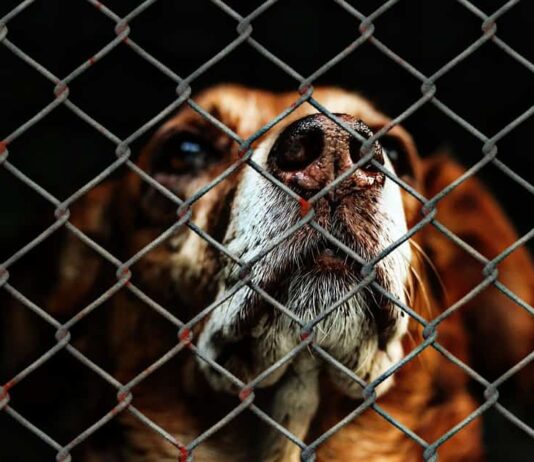 Caroline Lucas demands tougher sentences for animal cruelty