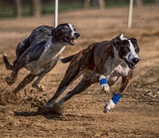 Greyhound racing: What’s the truth?