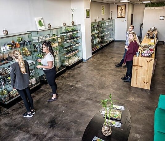CBD STORES, A FASHIONABLE BUSINESS