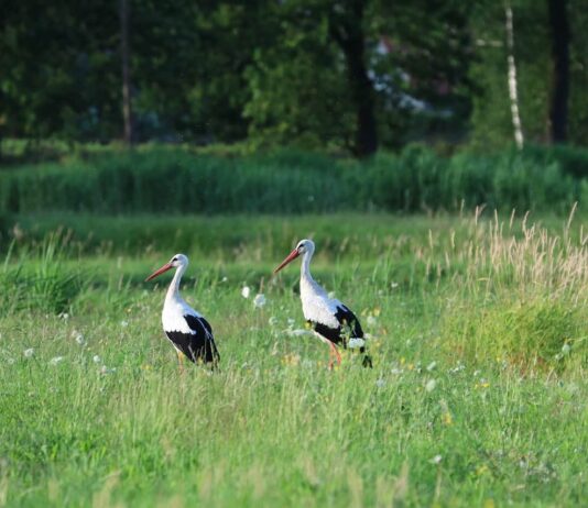 Covid pandemic seeing natural world recover