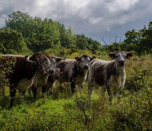 Rewilding in Sussex: The ex-farm letting nature rule