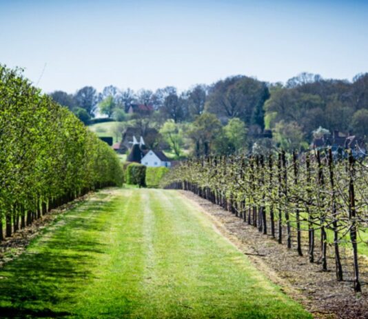 Celebrate English Wine Week with Click it Local and Stopham Vineyard