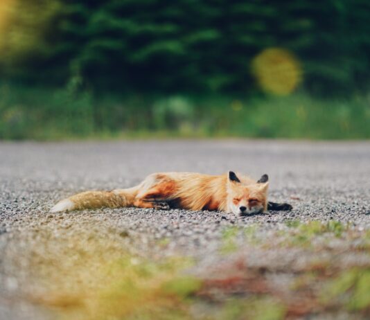 Reduce foxes by reducing food waste & improving bin designs, says Professor Richard KockÂ