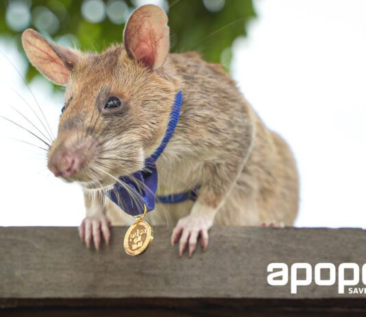 Magawa the mine-detecting rat wins prestigious gold medal for bravery