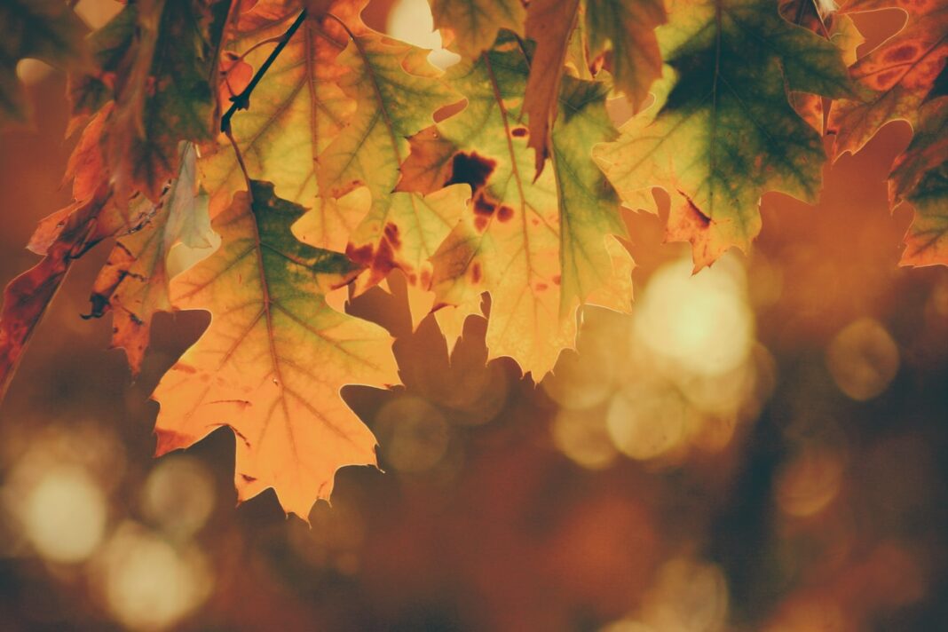 autumn