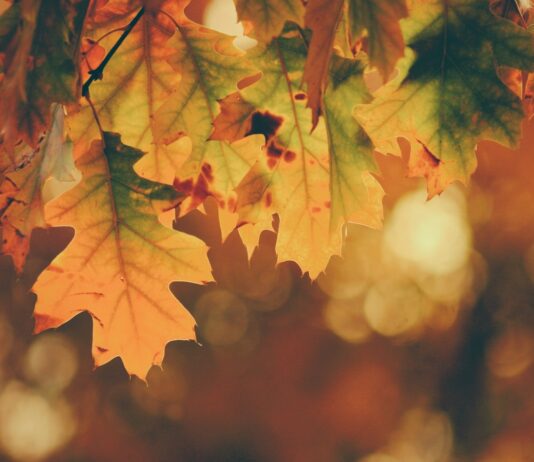 Get ready for Autumn in Brighton