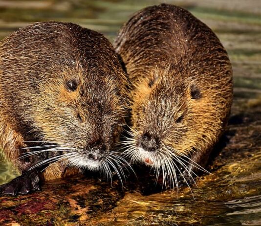 Saving Scotland’s wild beavers: as killing season begins, the Scottish Government must act quickly to protect this keystone species
