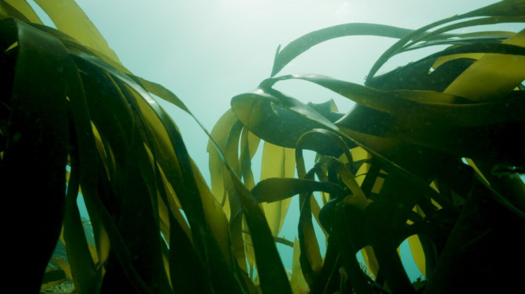Kelp in sunlight (Campaign use only)©Big Wave ProductionsSussex Wildlife Trust