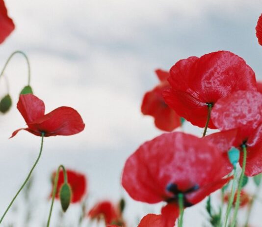Remembrance Day: A surreal service held at the Cenotaph to pay honour to the Fallen Heroes