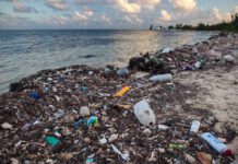 How you can help keep Brighton clean