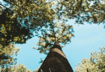 Tree inoculations – the fight against elm disease across Brighton