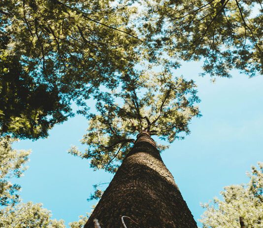 Tree inoculations – the fight against elm disease across Brighton