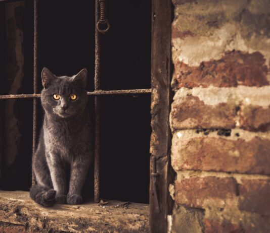 Suspected Brighton Cat Killer Stands Trial
