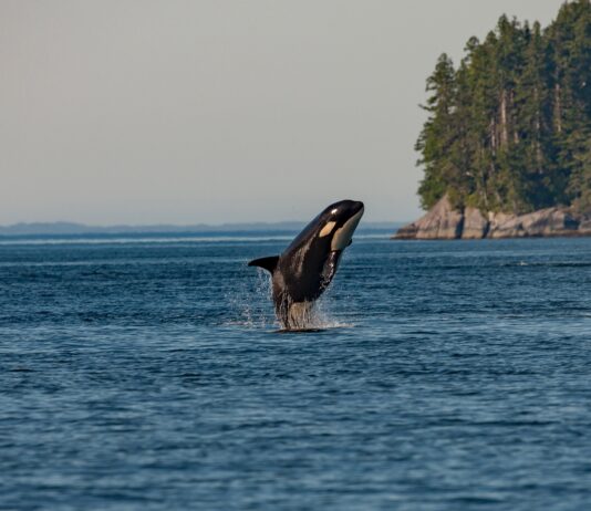 Killer Whale Sighting Suspected Off Brighton Coast